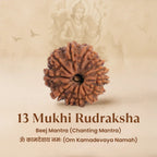 VASTUKOSHA 13 Mukhi Nepal origin Rudraksha bead with natural deep brown texture and thirteen distinct faces.