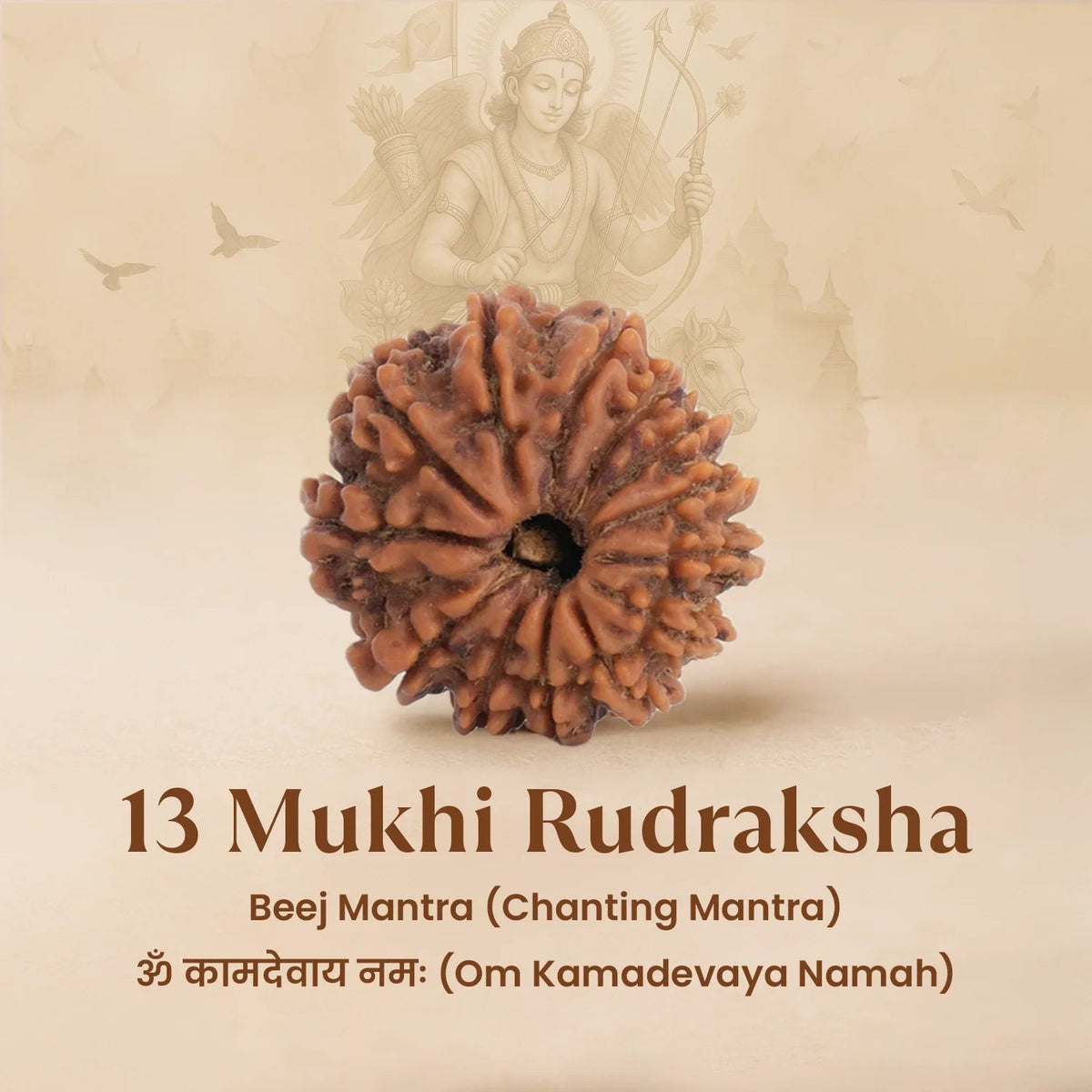 VASTUKOSHA 13 Mukhi Nepal origin Rudraksha bead with natural deep brown texture and thirteen distinct faces.