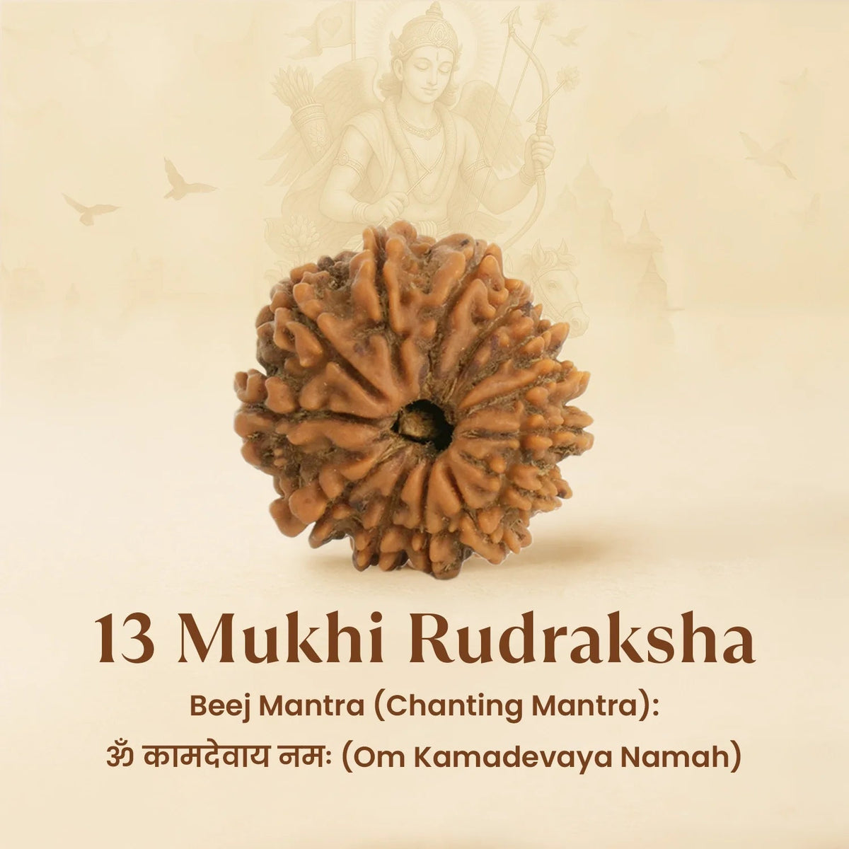 VASTUKOSHA 13 Mukhi Nepal origin Rudraksha bead with natural deep ridges, used for meditation and spiritual practice.