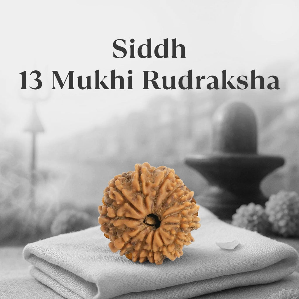 VASTUKOSHA 13 Mukhi Nepal origin Rudraksha bead with deep natural grooves, resting on a soft cloth for meditation.