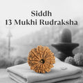 VASTUKOSHA 13 Mukhi Nepal origin Rudraksha bead with deep natural grooves, resting on a soft cloth for meditation.