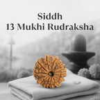 VASTUKOSHA 13 Mukhi Nepal origin Rudraksha bead with deep natural grooves, resting on a soft cloth for meditation.