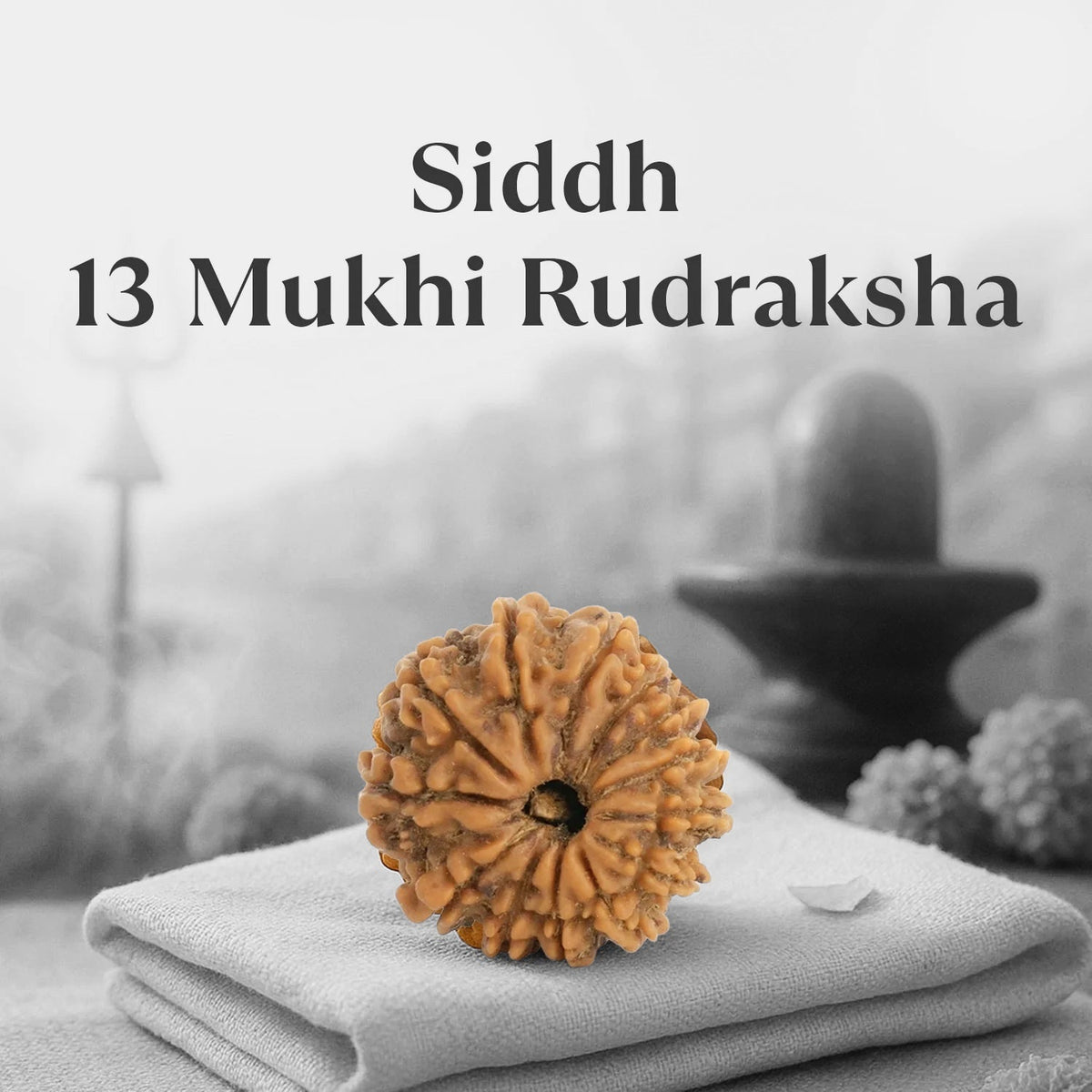 VASTUKOSHA 13 Mukhi Nepal origin Rudraksha bead with deep natural grooves, resting on a soft cloth for meditation.