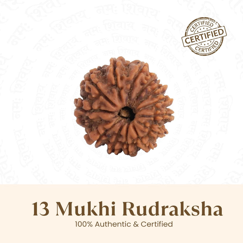 VASTUKOSHA 13 Mukhi Nepal origin Rudraksha bead with natural deep brown texture and thirteen distinct faces