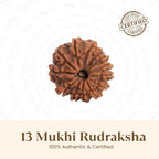 VASTUKOSHA 13 Mukhi Nepal origin Rudraksha bead with natural deep brown texture and thirteen distinct faces