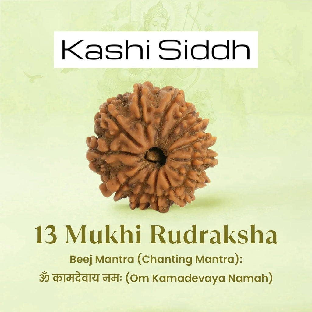 VASTUKOSHA 13 Mukhi Nepal origin Rudraksha bead with natural textured surface for spiritual meditation and prayer
