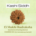 VASTUKOSHA 13 Mukhi Nepal origin Rudraksha bead with natural textured surface for spiritual meditation and prayer
