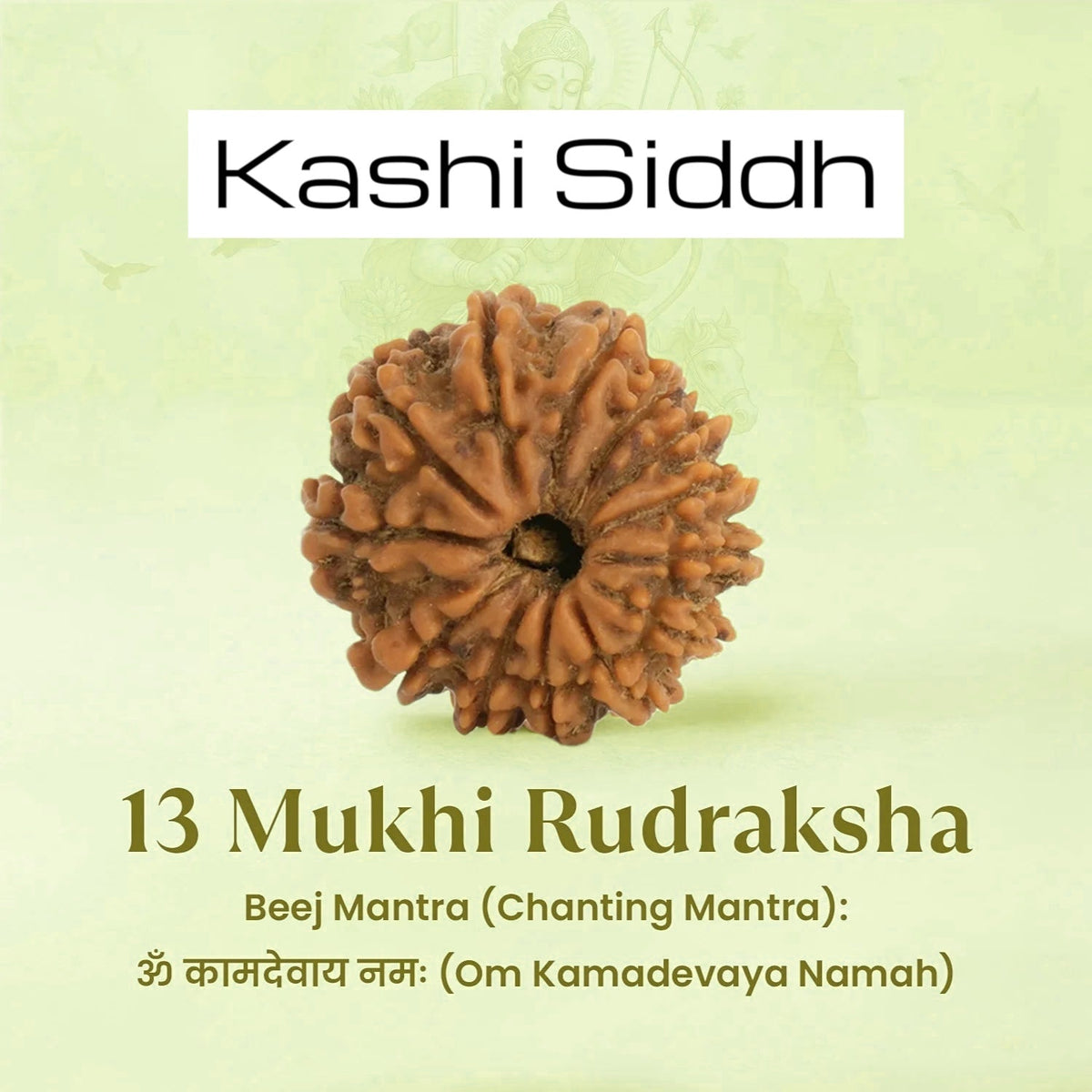 VASTUKOSHA 13 Mukhi Nepal origin Rudraksha bead with natural textured surface for spiritual meditation and prayer