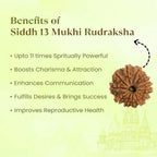 VASTUKOSHA 13 Mukhi Nepal origin Rudraksha bead with spiritual benefits listed on a light background