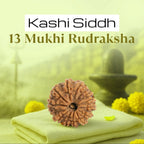 VASTUKOSHA 13 Mukhi Nepal origin Rudraksha bead with deep natural grooves, resting on a soft green cloth.