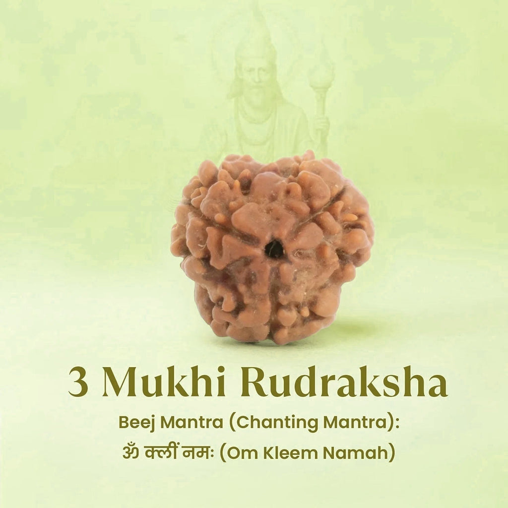 VASTUKOSHA 3 Mukhi Nepal origin Rudraksha bead with natural brown texture for spiritual meditation and prayer