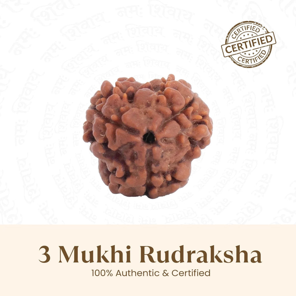 VASTUKOSHA Nepal origin 3 Mukhi Rudraksha bead with natural brown texture and three distinct faces for spiritual practice
