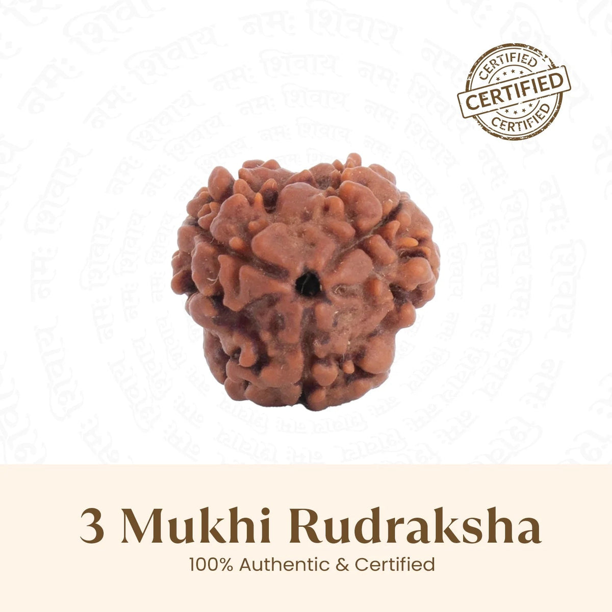 VASTUKOSHA Nepal origin 3 Mukhi Rudraksha bead with natural brown texture and three distinct faces for spiritual practice