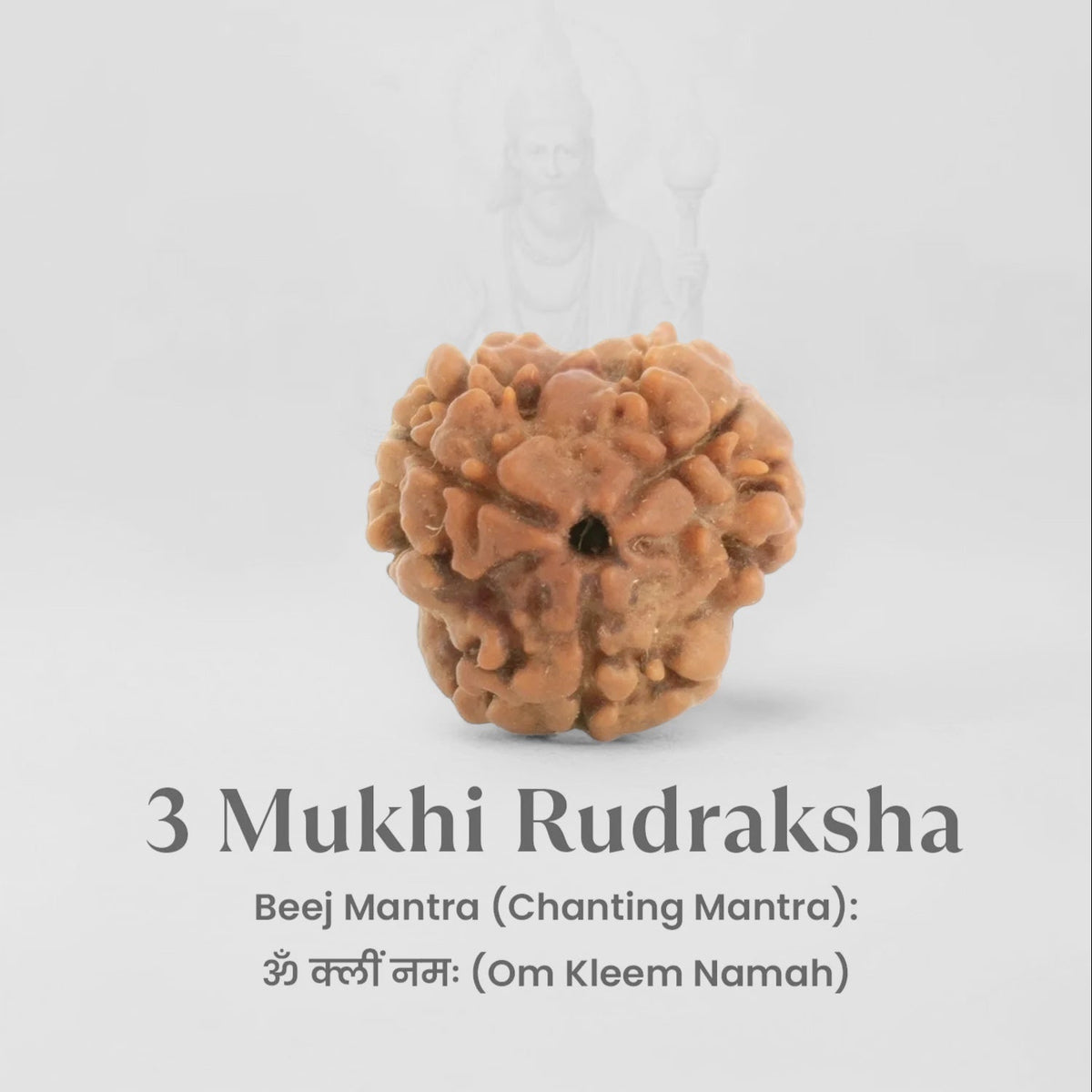 VASTUKOSHA Nepal origin 3 Mukhi Rudraksha bead with natural textured surface for meditation and spiritual practice