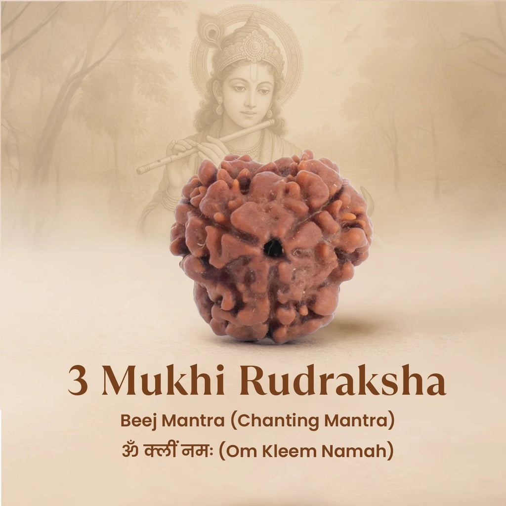 VASTUKOSHA Nepal origin 3 Mukhi Rudraksha bead with natural brown texture and three distinct faces for meditation