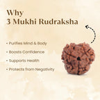 VASTUKOSHA Nepal origin 3 Mukhi Rudraksha bead with natural brown texture and distinct three-faced surface markings
