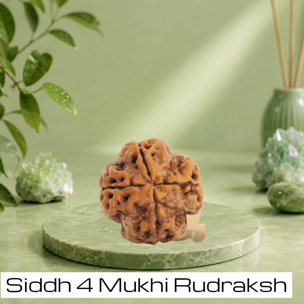 VASTUKOSHA Siddh 4 Mukhi Nepal origin Rudraksha bead on a green stone pedestal for meditation and spiritual practice.