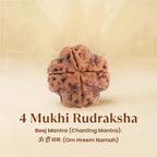 VASTUKOSHA 4 Mukhi Rudraksha bead from Nepal, a brown sacred seed with four natural faces for spiritual practice.