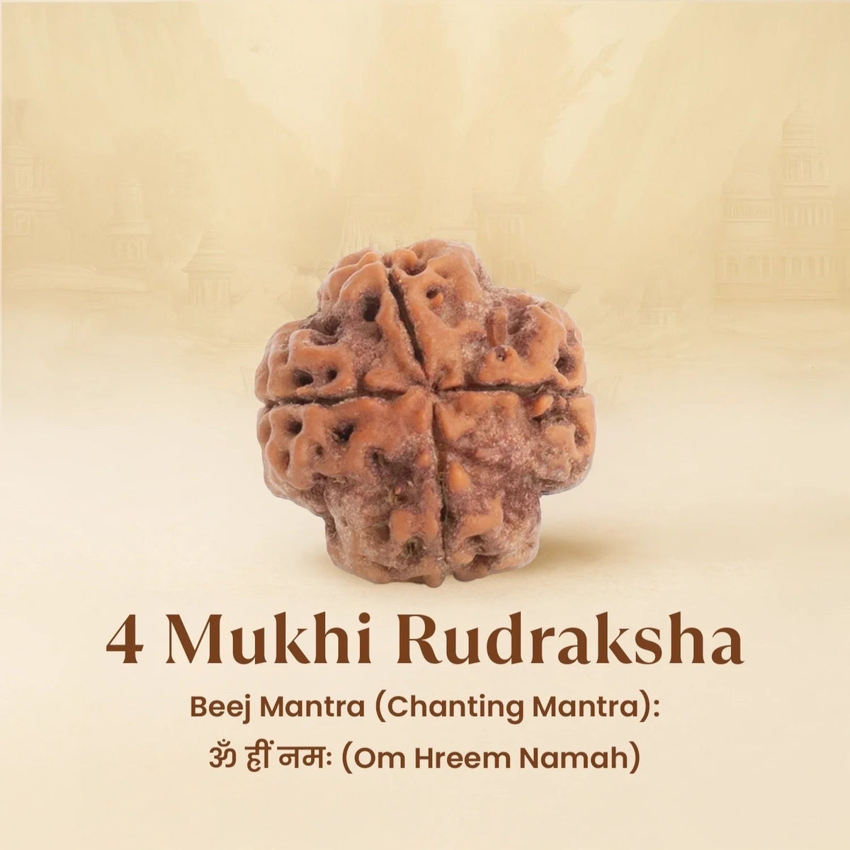 VASTUKOSHA 4 Mukhi Rudraksha bead from Nepal, a brown sacred seed with four natural faces for spiritual practice.