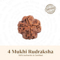 VASTUKOSHA 4 Mukhi Rudraksha bead from Nepal with four natural faces, brown textured surface, and certified quality.