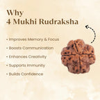 VASTUKOSHA 4 Mukhi Rudraksha bead from Nepal with four natural faces, displayed on a textured beige background.
