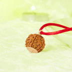 Vastukosha Nepal origin 4 Mukhi Rudraksha bead pendant on a red thread against a soft green background
