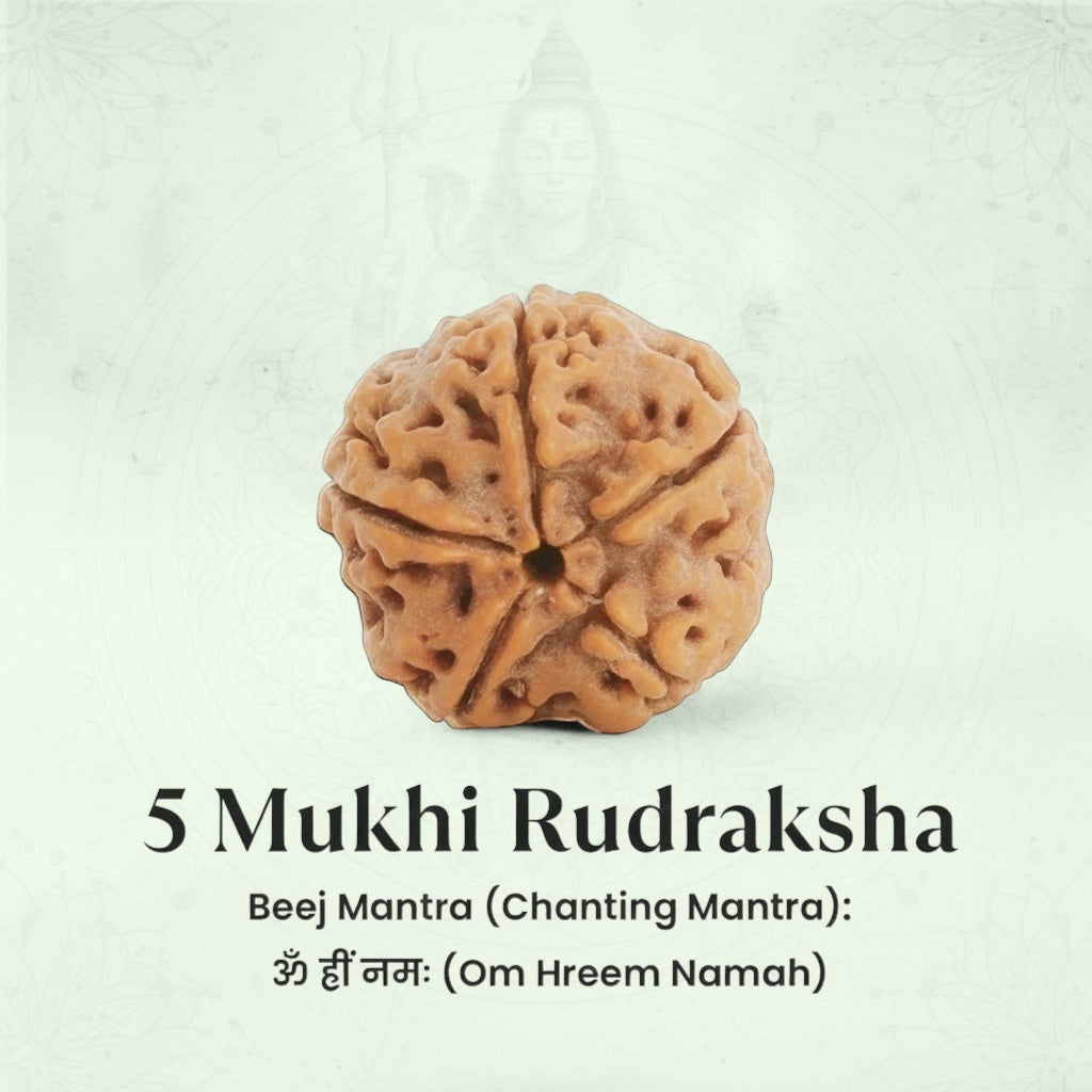 VASTUKOSHA 5 Mukhi Rudraksha bead from Nepal, blessed at Haridwar, featuring natural brown texture and five faces.