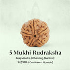 VASTUKOSHA 5 Mukhi Rudraksha bead from Nepal, blessed at Haridwar, featuring natural brown texture and five faces.