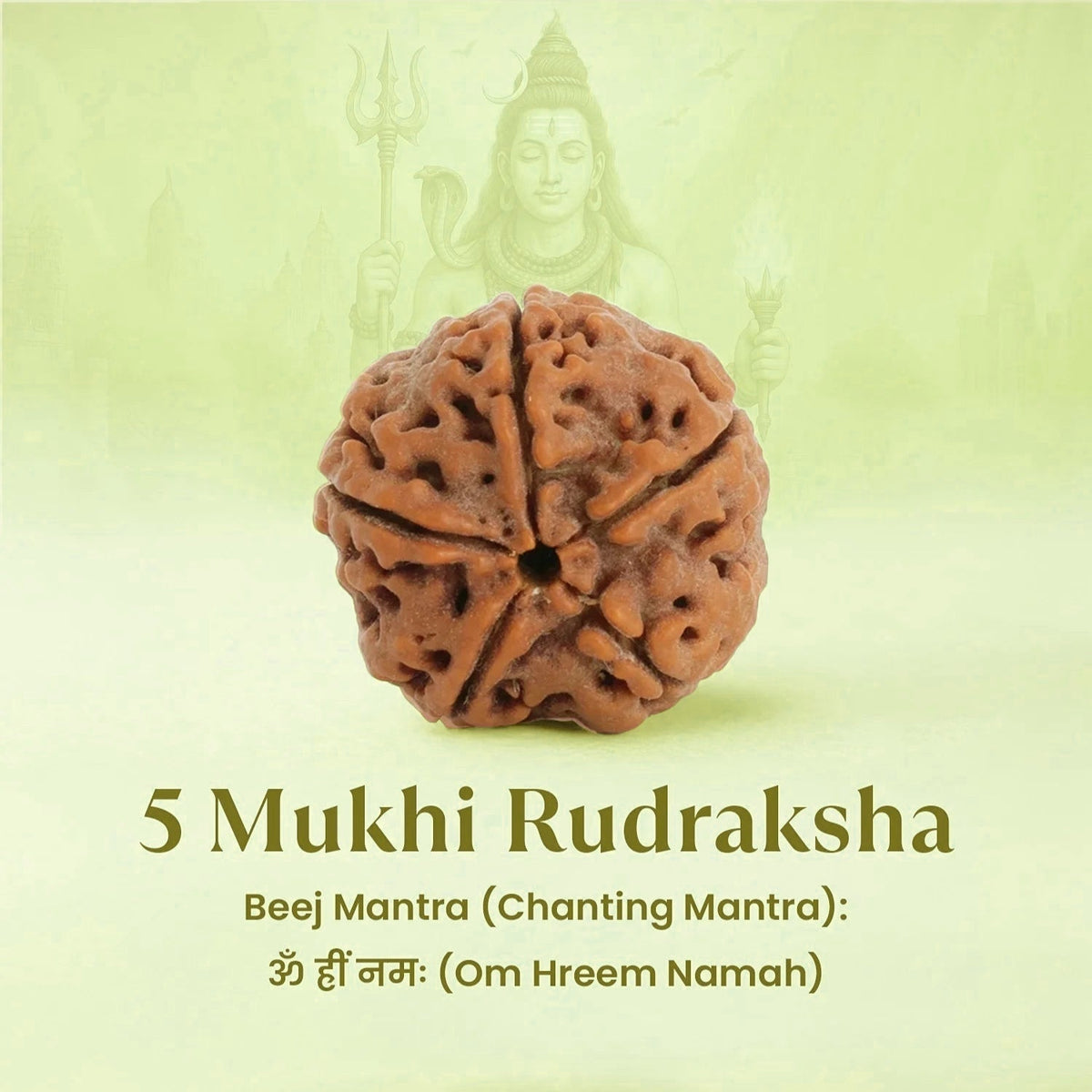 VASTUKOSHA 5 Mukhi Rudraksha bead with natural brown texture and five faces, symbolizing Lord Shiva's blessings.