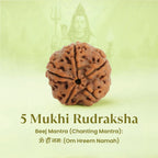 VASTUKOSHA 5 Mukhi Rudraksha bead with natural brown texture and five faces, symbolizing Lord Shiva's blessings.