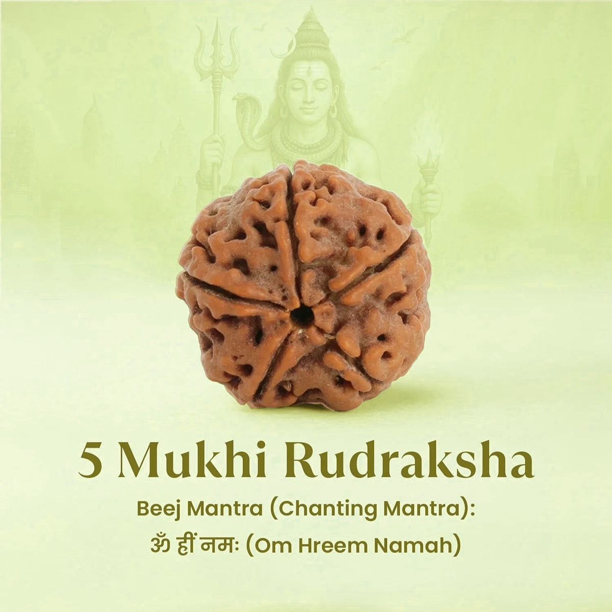 VASTUKOSHA 5 Mukhi Rudraksha bead with natural brown texture and five faces, symbolizing Lord Shiva's blessings.