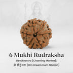 VASTUKOSHA 6 Mukhi Nepal origin Rudraksha bead with deep natural mukhi lines for spiritual meditation and prayer