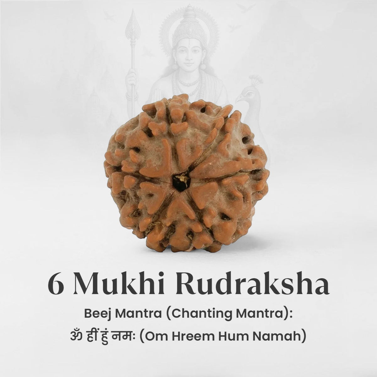VASTUKOSHA 6 Mukhi Nepal origin Rudraksha bead with deep natural mukhi lines for spiritual meditation and prayer