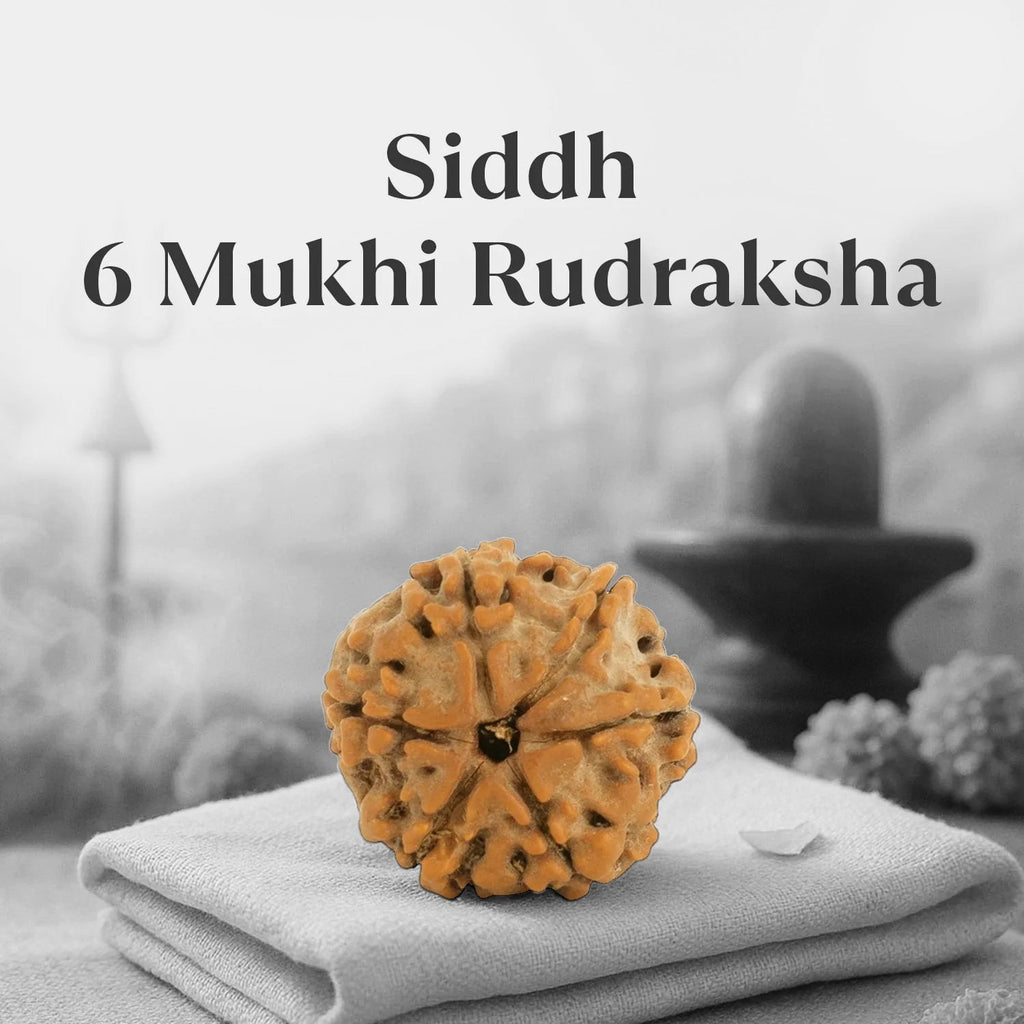 VASTUKOSHA 6 Mukhi Nepal origin Rudraksha bead with natural deep ridges, blessed and Siddh for spiritual practice.