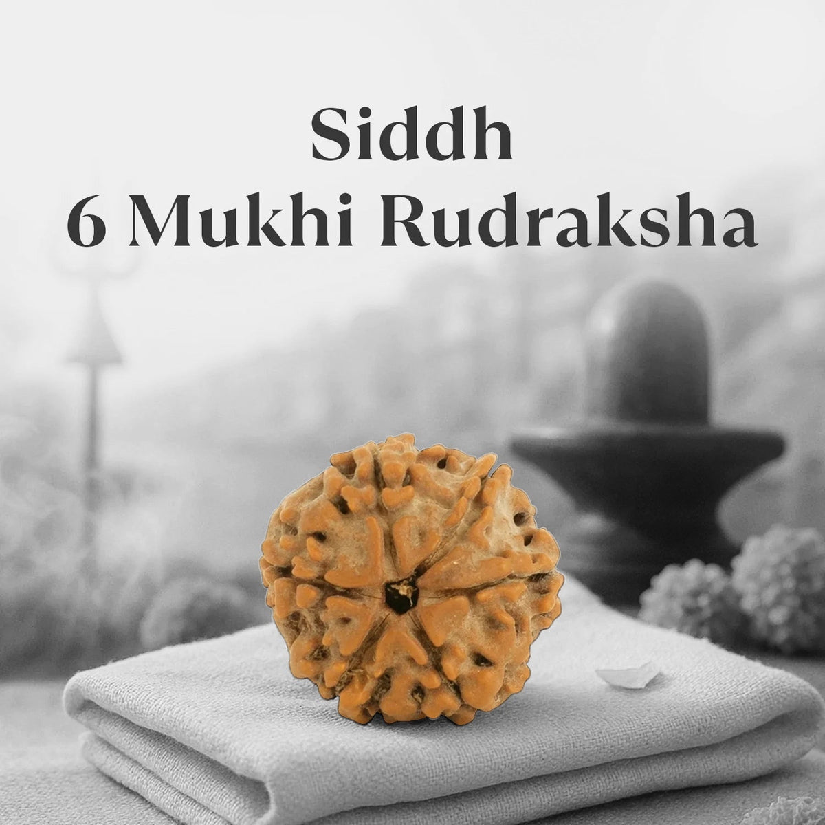 VASTUKOSHA 6 Mukhi Nepal origin Rudraksha bead with natural deep ridges, blessed and Siddh for spiritual practice.