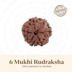 VASTUKOSHA 6 Mukhi Nepal Rudraksha bead with natural brown texture and distinct six-faced surface for spiritual practice