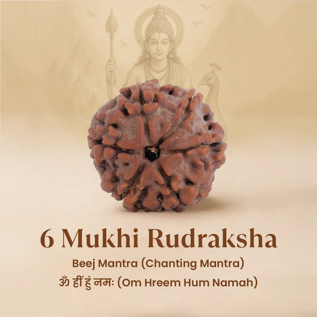 VASTUKOSHA 6 Mukhi Rudraksha bead from Nepal with natural brown texture and six distinct faces for spiritual practice