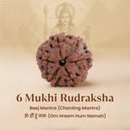 VASTUKOSHA 6 Mukhi Rudraksha bead from Nepal with natural brown texture and six distinct faces for spiritual practice