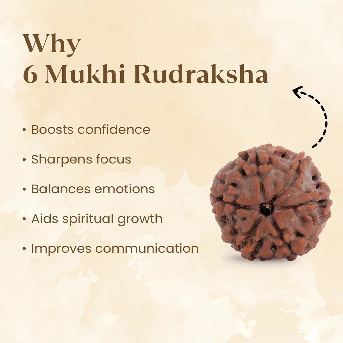 VASTUKOSHA 6 Mukhi Rudraksha bead with natural brown texture, highlighting spiritual benefits for focus and confidence.