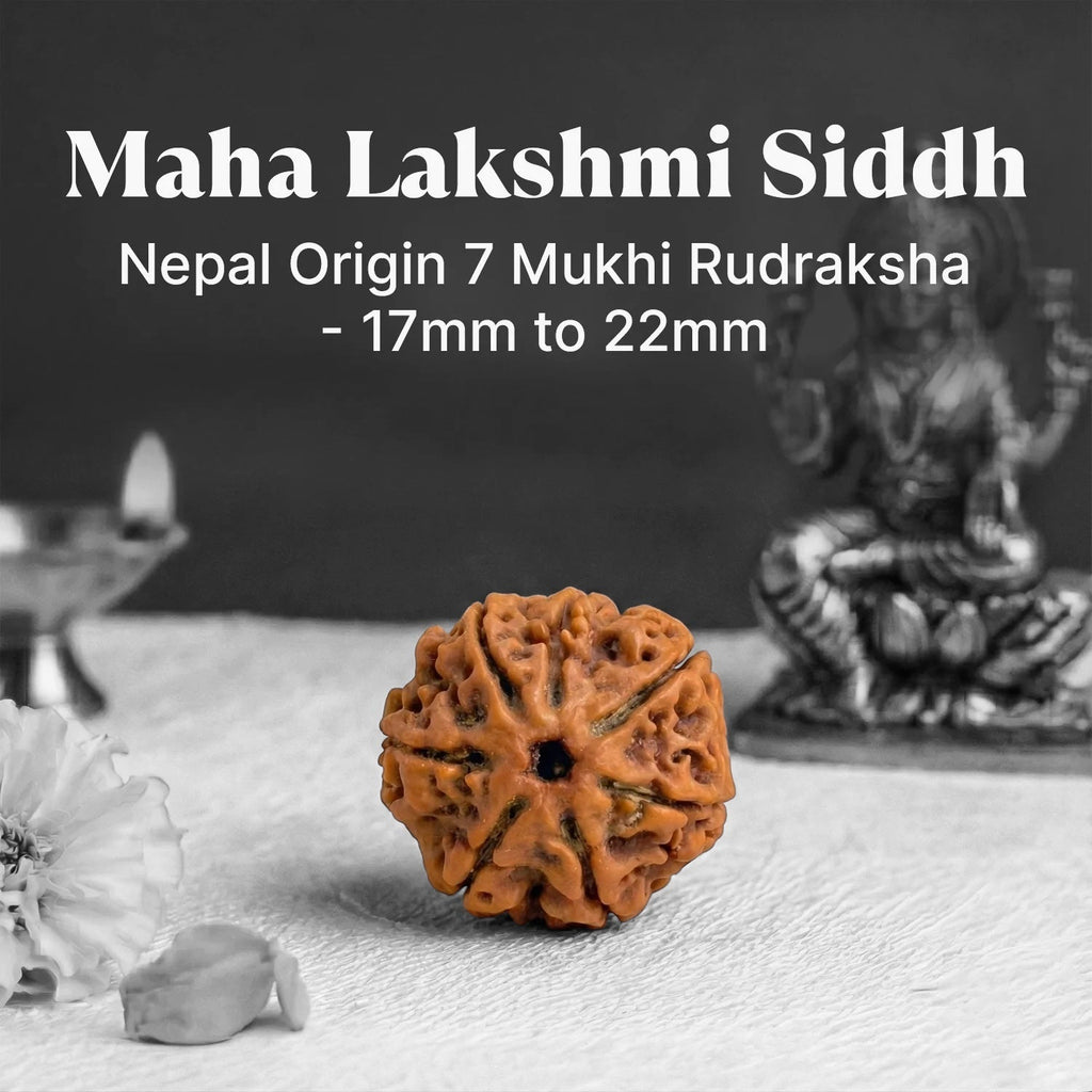 VASTUKOSHA 7 Mukhi Nepal origin Rudraksha bead with natural texture, used for spiritual practice and prosperity.