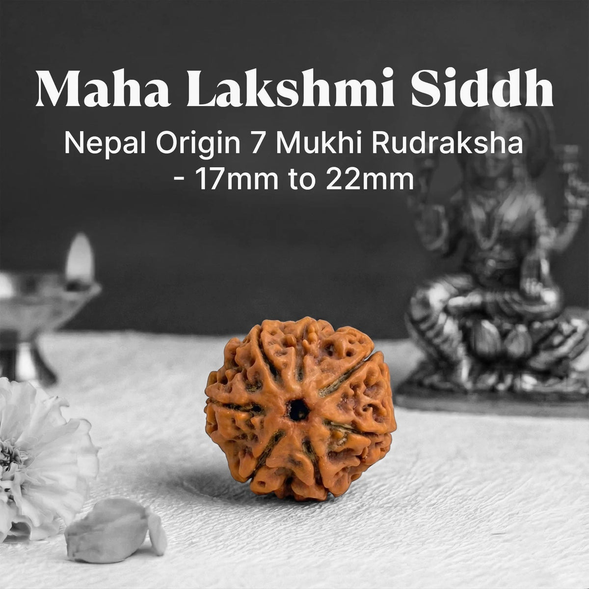 VASTUKOSHA 7 Mukhi Nepal origin Rudraksha bead with natural texture, used for spiritual practice and prosperity.