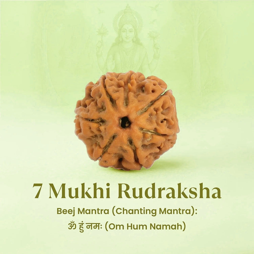 VASTUKOSHA 7 Mukhi Nepal origin Rudraksha bead for meditation and spiritual practice on a light green background