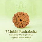 VASTUKOSHA 7 Mukhi Nepal origin Rudraksha bead for meditation and spiritual practice on a light green background