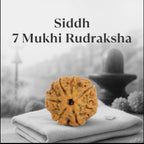 VASTUKOSHA Siddh 7 Mukhi Nepal Rudraksha bead with natural texture, resting on a soft cloth for spiritual practice.