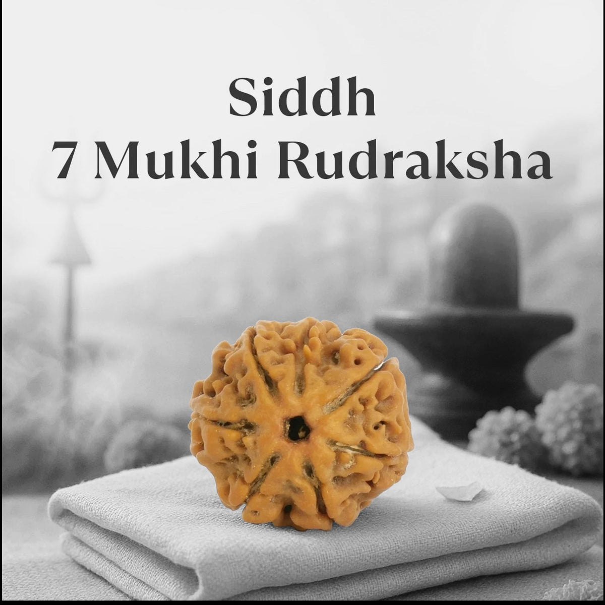 VASTUKOSHA Siddh 7 Mukhi Nepal Rudraksha bead with natural texture, resting on a soft cloth for spiritual practice.