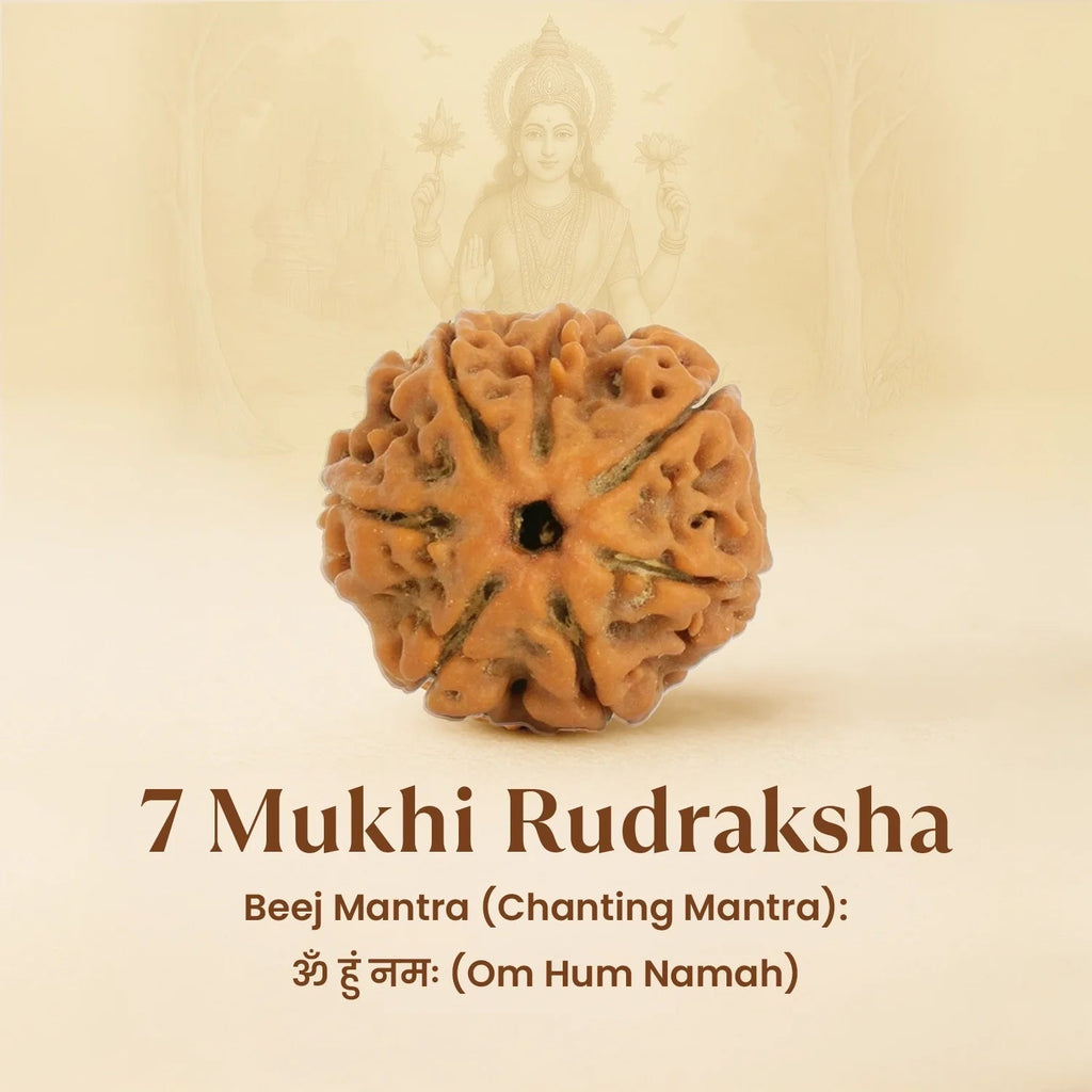 VASTUKOSHA 7 Mukhi Nepal origin Rudraksha bead with natural textured surface for spiritual meditation and prayer