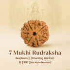 VASTUKOSHA 7 Mukhi Nepal origin Rudraksha bead with natural textured surface for spiritual meditation and prayer