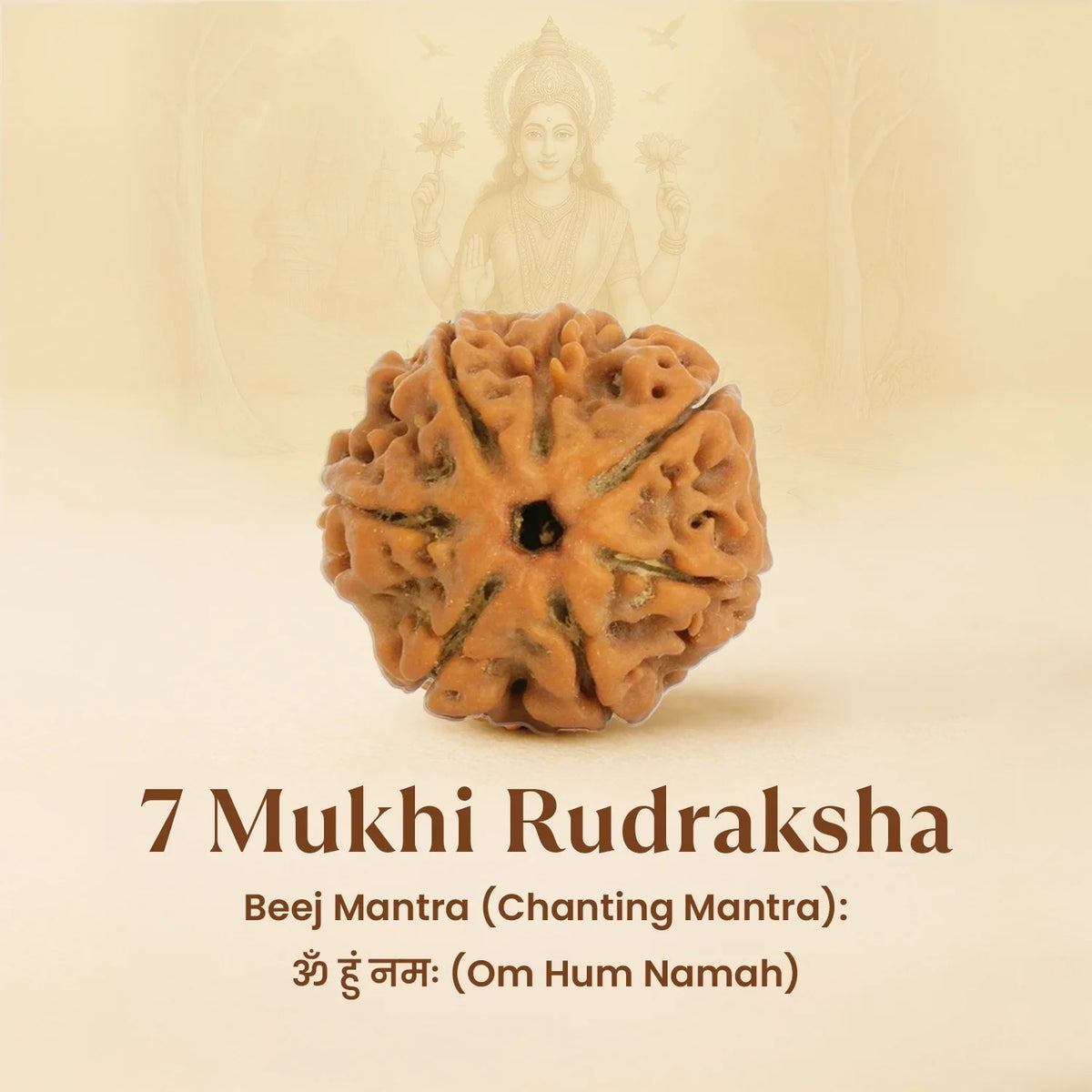 VASTUKOSHA 7 Mukhi Nepal origin Rudraksha bead with natural textured surface for spiritual meditation and prayer