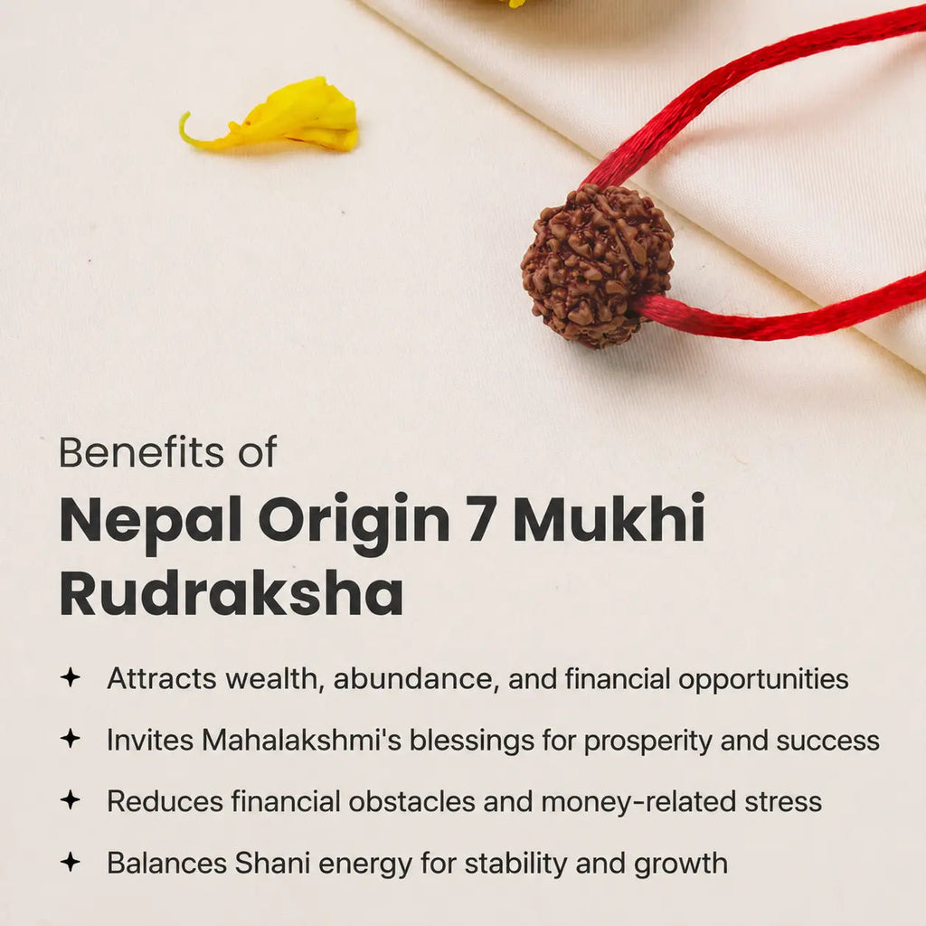 VASTUKOSHA Nepal origin 7 Mukhi Rudraksha bead on a red string, symbolizing prosperity and spiritual balance.