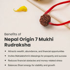 VASTUKOSHA Nepal origin 7 Mukhi Rudraksha bead on a red string, symbolizing prosperity and spiritual balance.